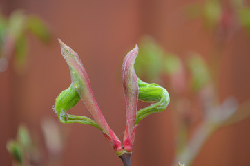 twins unfurling