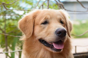 Obraz premium Portrait of a golden retriever dog