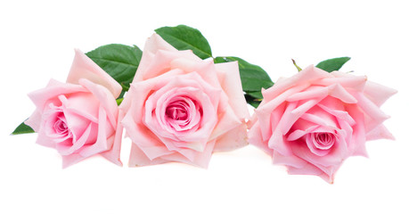 Fototapeta premium tree pink blooming rose buds with green leaves isolated on white background