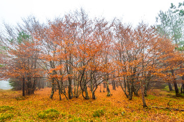 Autumn trees in the forest / Beautiful Colorful Autumn Leaves / autumn season