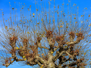 Plane tree in late autumn