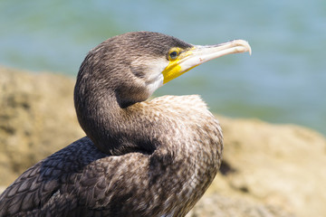 cormorano su una scogliera nel mediterraneo
