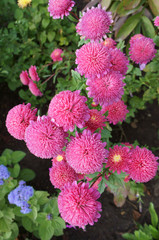 Callistephus chinensis pink flowers