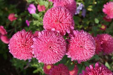 Callistephus chinensis pink flowers