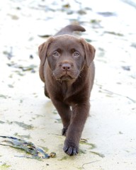 Labrador, baby