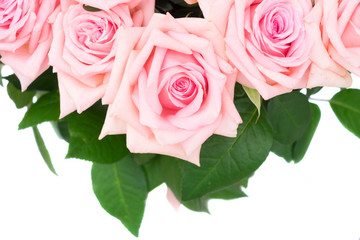 Pink blooming roses and leaves border isolated on white background