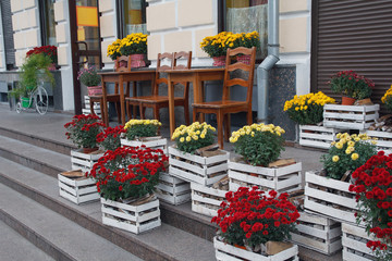 Fototapeta na wymiar Beautiful flowers in wooden boxes near the cafe. City