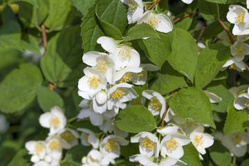 White jasmine flowers