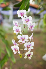 Purple, pink branch orchid flowers, Orchidaceae, Phalaenopsis