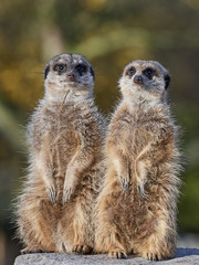 Fototapeta premium Meerkat (Suricata suricatta)