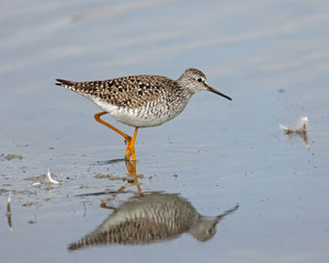Lesser Yellowlegs