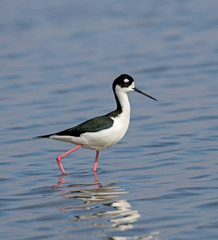 Black-necked Stilt