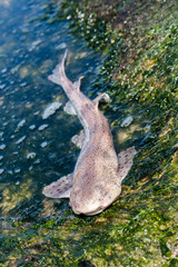 Dead shark on rocks
