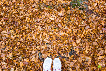 Top View of shoes Standing in dry leaves on entering the fall season. / walking in    autumn forest background.