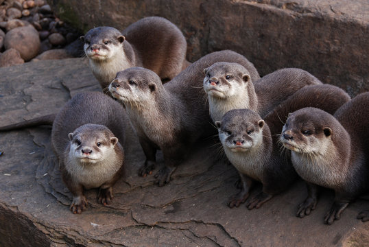 Otters