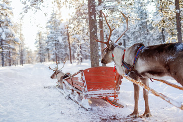 Reindeer safari