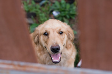 Dog behind fence