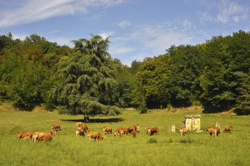 Naklejka na ściany i meble Vaches au pré et forêt du Périgord vers les Eyzies (24620), département de Dordogne en région Nouvelle-Aquitaine, France 