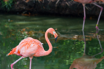 Beautiful Pink Flamingo.  Exotic birds.  Nature. 