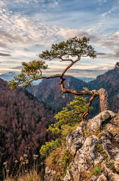 Dwarf pine tree on Sokolica peak, Pieniny, Poland