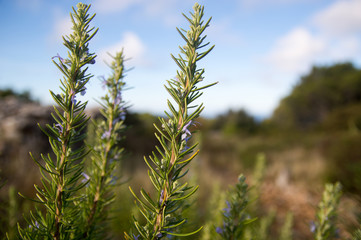 Rosemary (Rosmarinus officinalis)