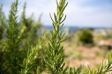 Rosemary (Rosmarinus officinalis)