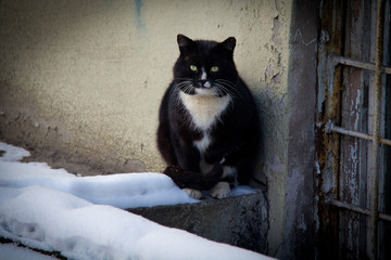 Пушистый чёрный кот на улице зимой