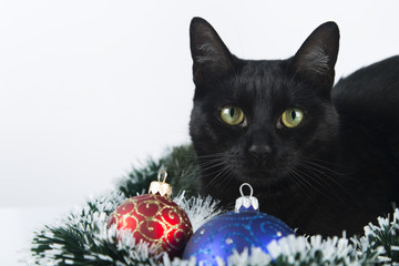 Beautiful black cat lies on the Christmas ornaments, decorations