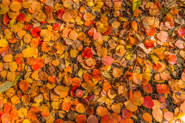 Hojas de colores caídas en un bosque