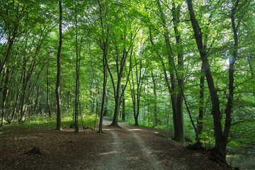 Waldweg im Laubwald