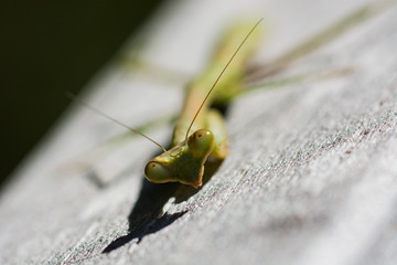 Praying Mantis super close up!  Macro insect.  Cool bugs. 