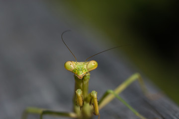Praying Mantis macro.  Close up of this strange looking insect's face.  