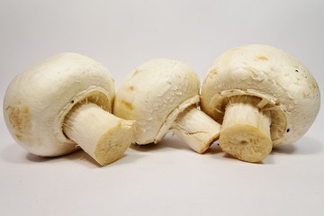 Champignon mushroom on white background © angloma