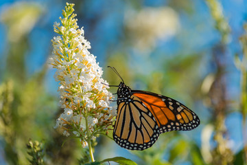 A brilliant Monarch Butterfly gathering nectar from the flower of a Butterfly Bush.  Migratory insect.  