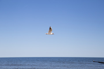 fliegende Möwe