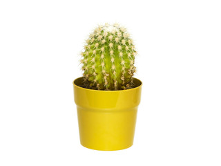 Green cactus in a green pot on a white background