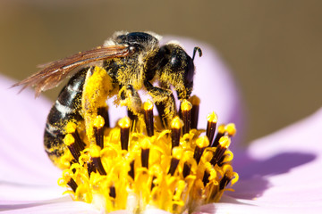 Close-up of bee on white flower.