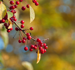 A photo of a sprig of bright red crabapples after the leaves have turned and fallen