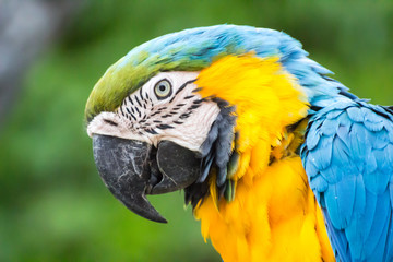 colorful parrot head close up background / Macaw Parrot isolated background.