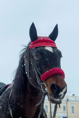 Obraz premium a sad sight horse in winter