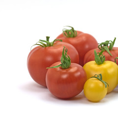 Tomaten, Solanum lycopersicum