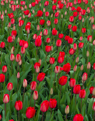 blooming red tulips