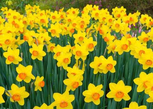 blooming yellow daffodils