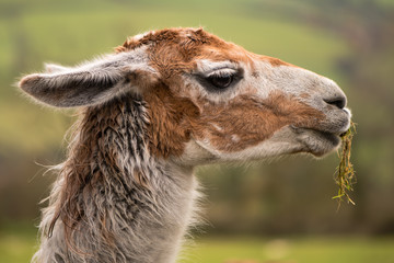 Obraz premium Llama head with grass hanging from mouth. Brown and white camelid in profile chewing grass with matted hair