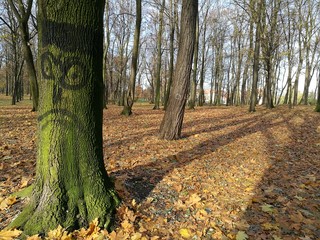 Angry tree in the park