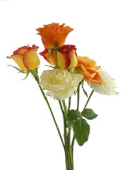 Obraz premium posy of multicolor roses close up isolated