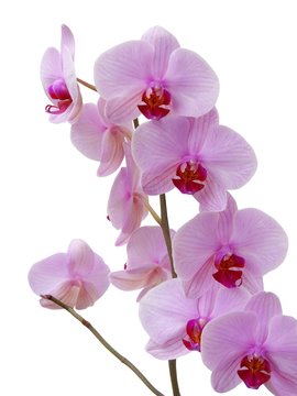 pink and purple flowers of orchid