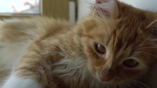 Close up of a funny young cat lying at the windsill. Kitten sleeps