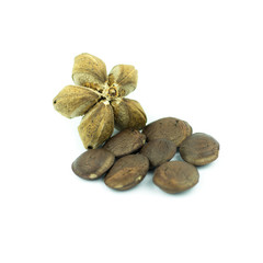 sacha inchi peanut seed isolated on white background