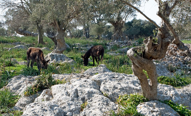 Donkeys in the mountains of Mallorca, Spain